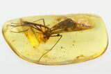 Huge Fossil Hanging Scorpionfly (Bittacidae) in Baltic Amber #310814-2